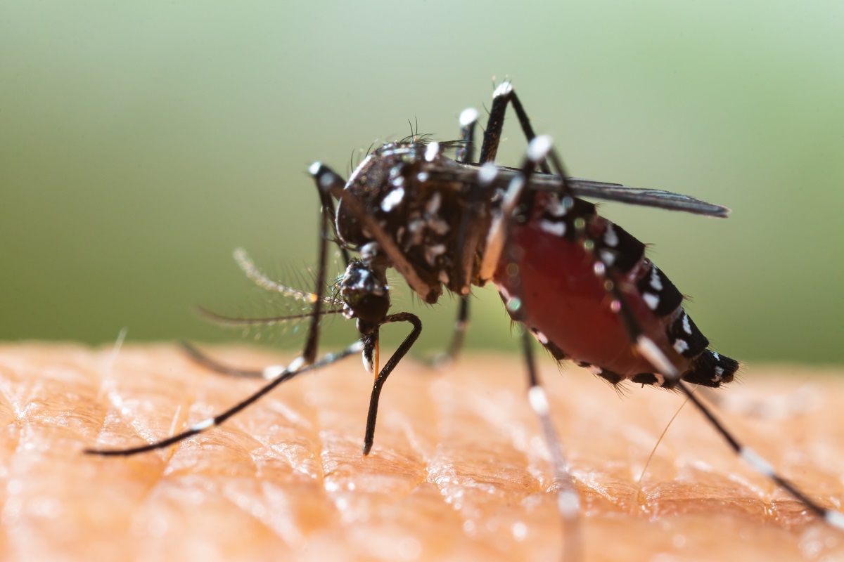 Tiger mosquito